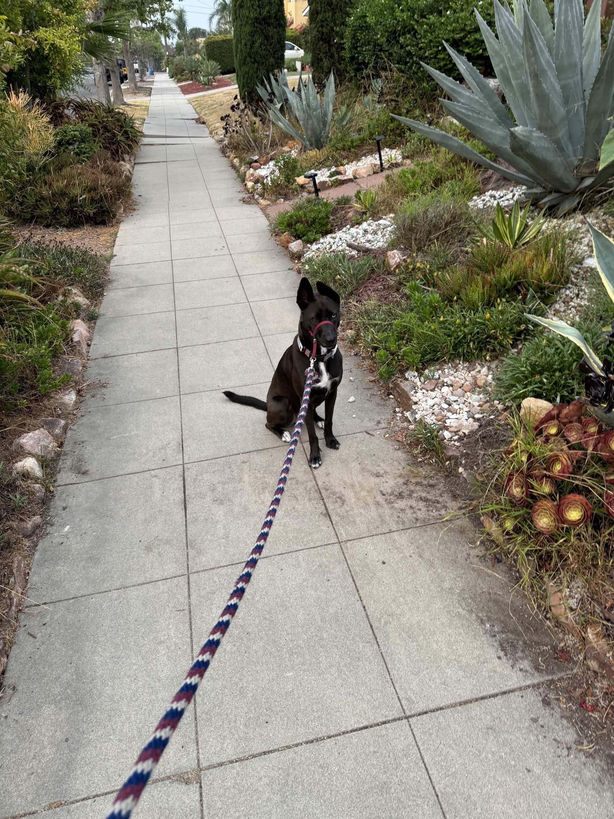 A picture of a black dog named Bowie sitting, taken on August 7 2024 at 6:36 am